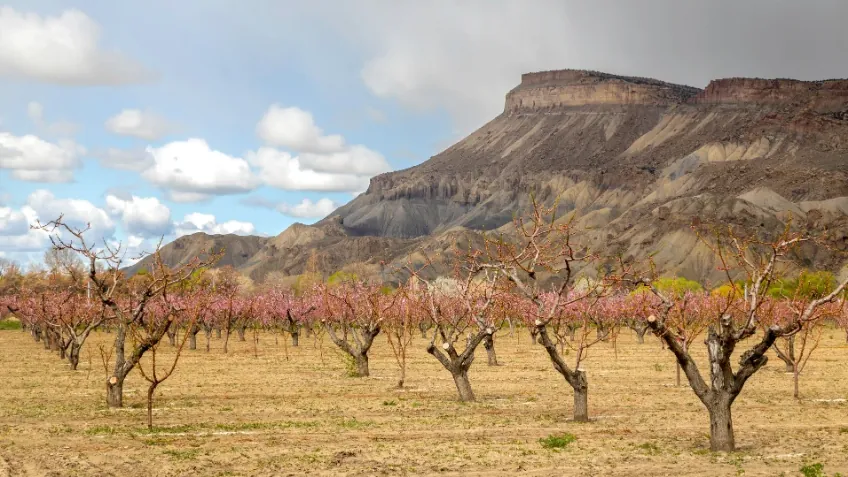 Peach orchard in bloom below Mount Garfield in Palisade, Colorado